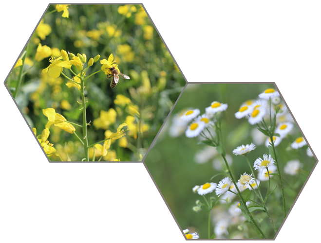 Bienenstand